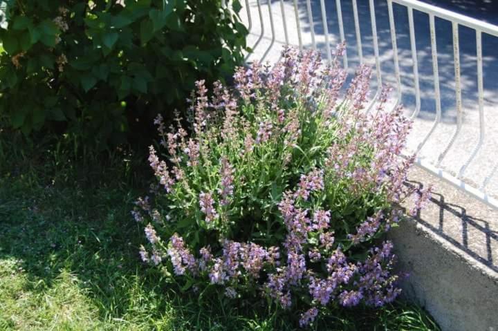 Apartman Nata Senj  Extérieur photo