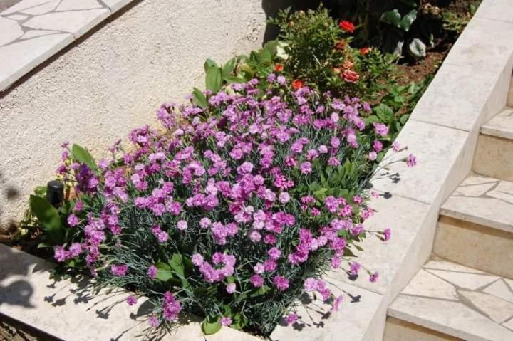 Apartman Nata Senj  Extérieur photo
